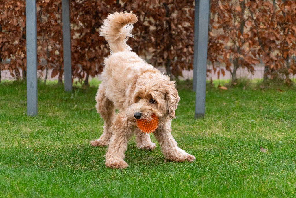 Spikey Bal Neon Orange