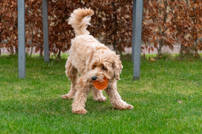 Spikey bal neon orange