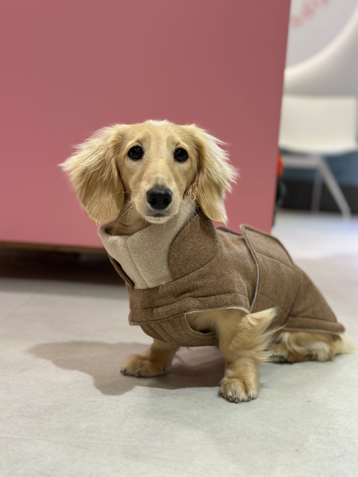 Flannel Beige - a Dachshund special