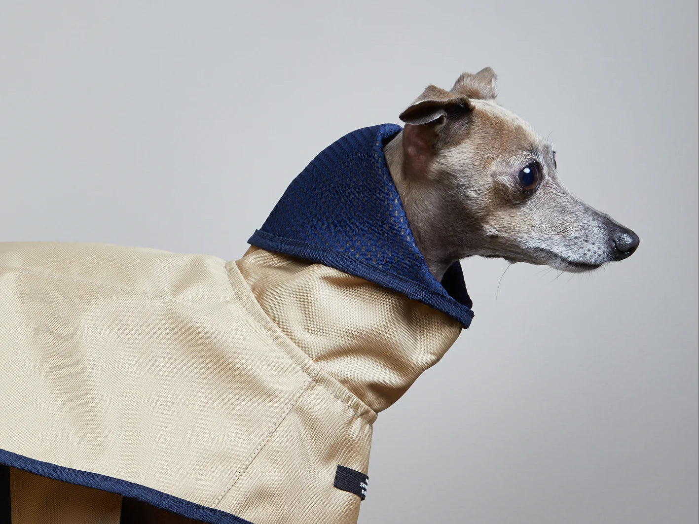 Sable Paramount - Whippet