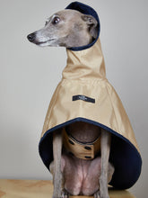 Sable Paramount - Whippet