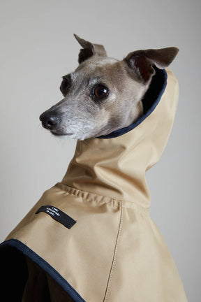 Paramount Sand - Whippet