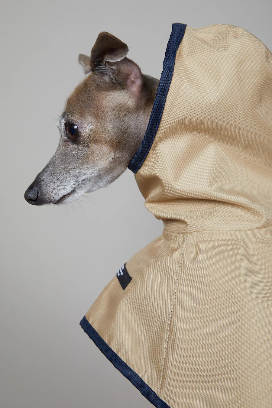 Paramount Sand - Whippet