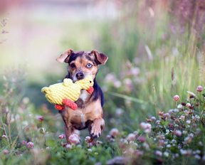 Ducky Rope