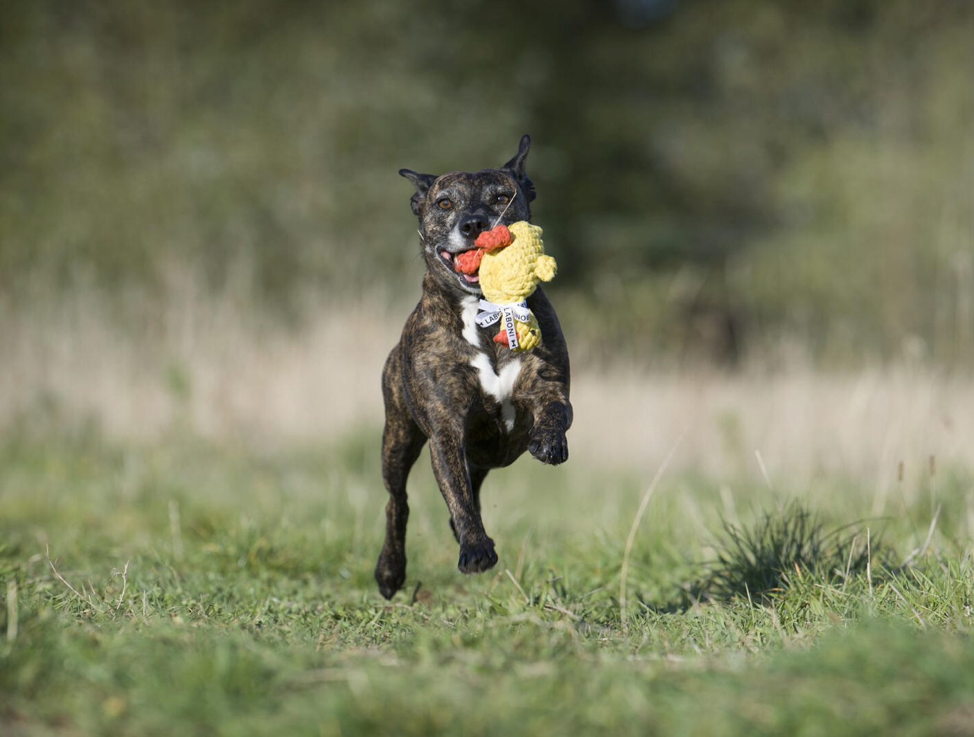 Ducky Rope