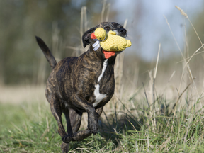 Ducky Rope