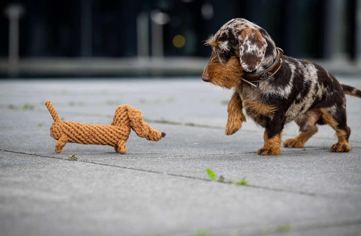 Teckel rope