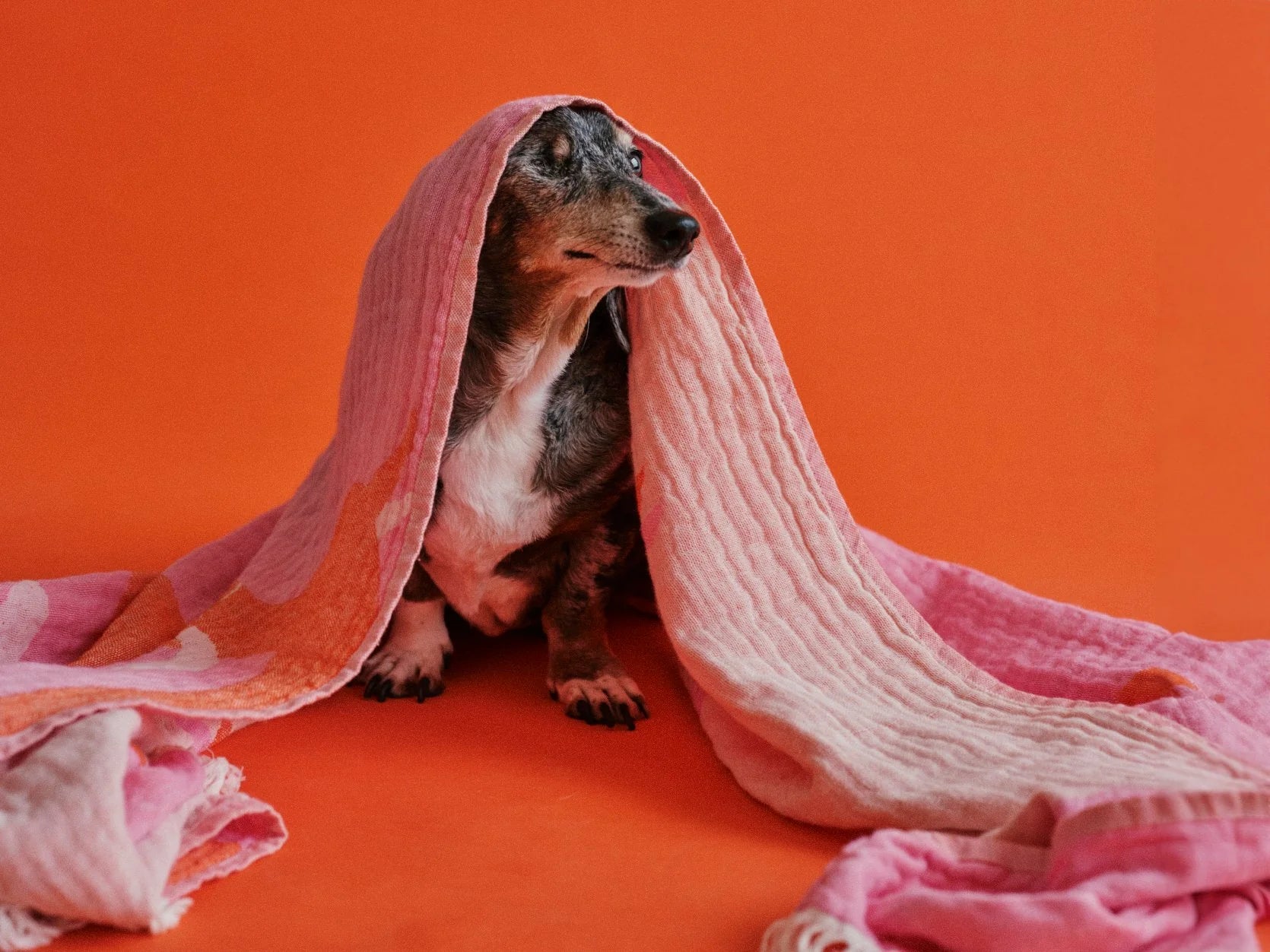 Doxie Beach Bag & Towel